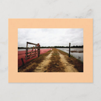 クランベリー ポストカード