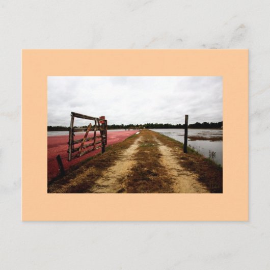 クランベリー ポストカード (正面)