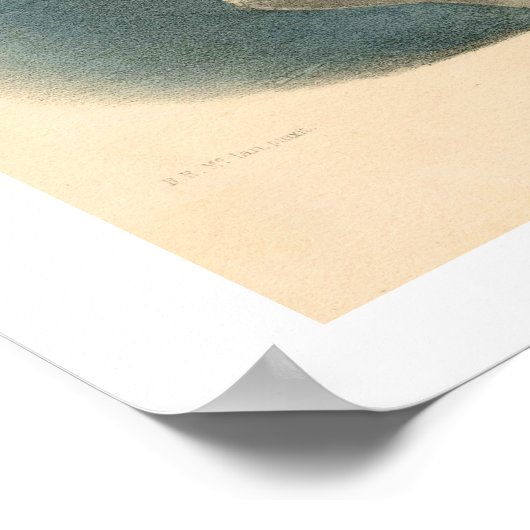 クラン・ロス ポスター (角)