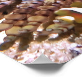 クラークのアネメフィッシュ科 ポスター (角)