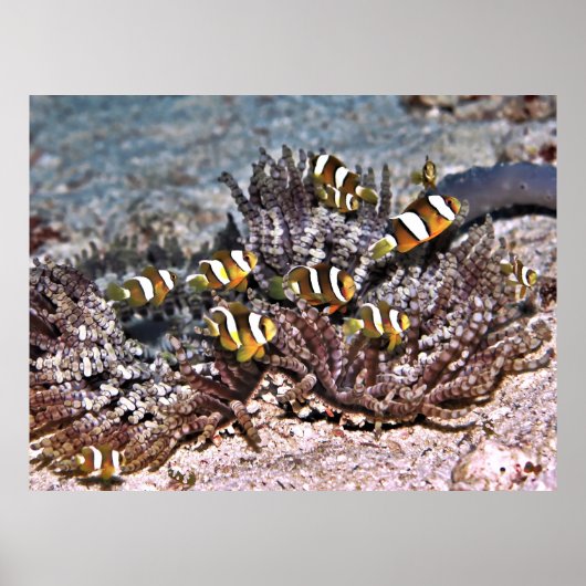 クラークのアネメフィッシュ科 ポスター (正面)