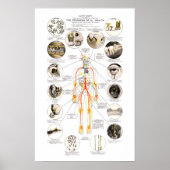 クラーク歯科歯科医用ヘルスチャート ポスター (正面)