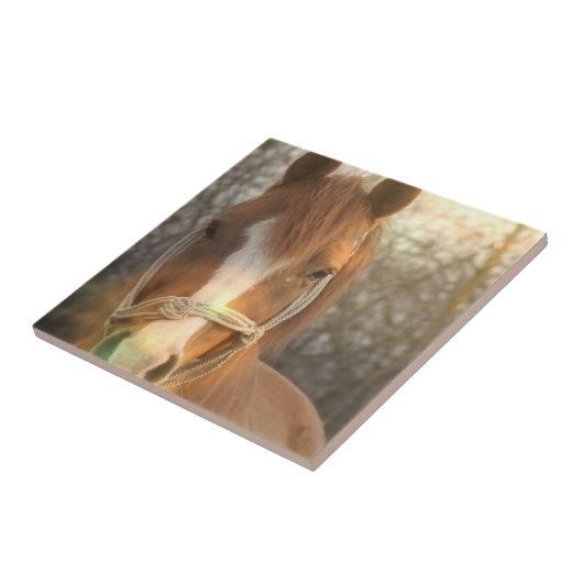 クリのアラビアの馬のタイル タイル (側面)