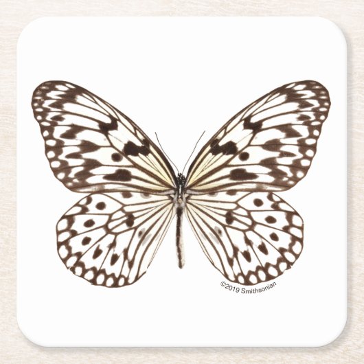 クリのトラの蝶 スクエアペーパーコースター (正面)