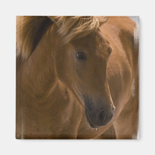 クリの馬のデザインの正方形の磁石 マグネット