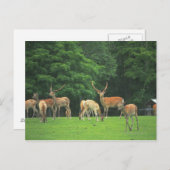 クリアリングに立つシカ ポストカード (正面/裏面)