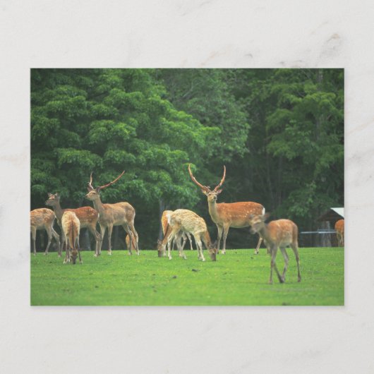 クリアリングに立つシカ ポストカード (正面)