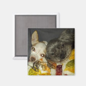 クリケットとメイベルライン磁石 マグネット (正面/裏面)