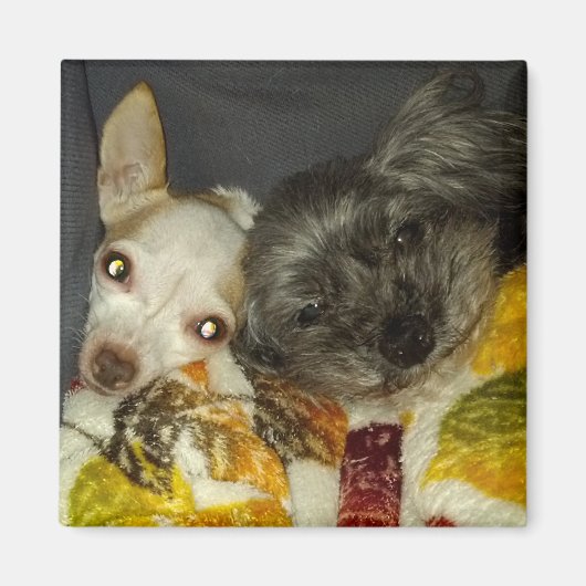 クリケットとメイベルライン磁石 マグネット (正面)