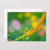 クリケットをDaylily ポストカード (正面/裏面)