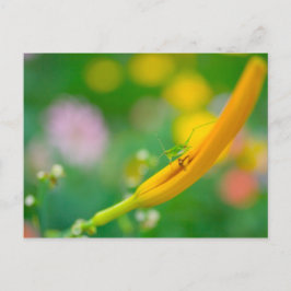 クリケットをDaylily ポストカード