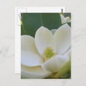 クリケットダイアン南マグノリアス ポストカード (正面/裏面)