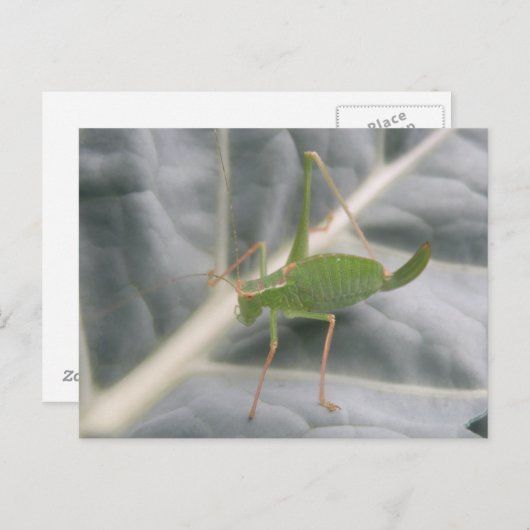 クリケットマクロの緑はがき ポストカード (正面/裏面)