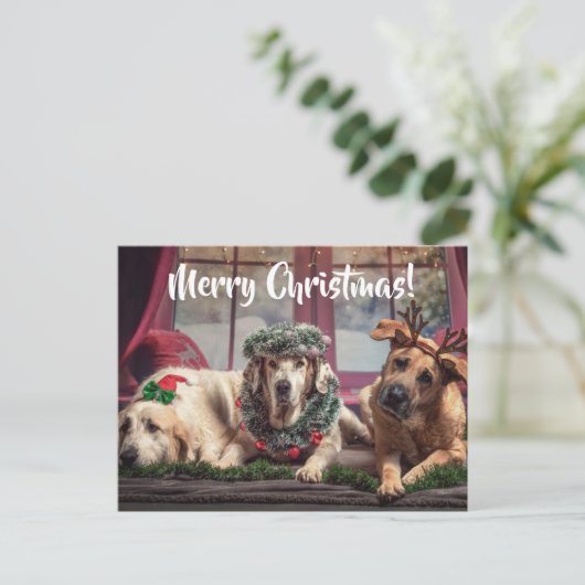 クリスおもしろいマス〔雄ジカの〕枝角とヘッドウェアの写真集 ポストカード (スタンド正面)