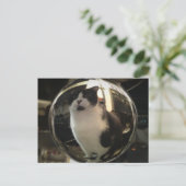 クリスタルキャット ポストカード (スタンド正面)