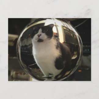 クリスタルキャット ポストカード