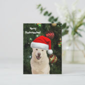 クリスタルメリー・ザ・ハスキー・ドッグからのポストクロッシング ポストカード (スタンド正面)