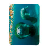 クリスタル・リバーで子牛とマナティー マグネット (縦)