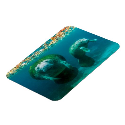 クリスタル・リバーで子牛とマナティー マグネット (左側)