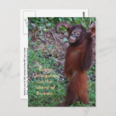 クリスタ・オランウータンでのいじめにはノーと言う ポストカード (正面/裏面)