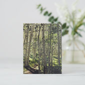 クリステッドビュートの《植物》アスペンの木々の美しい林 ポストカード (スタンド正面)