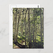 クリステッドビュートの《植物》アスペンの木々の美しい林 ポストカード (正面/裏面)