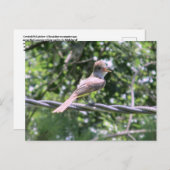 クリステッドフライキャッチャー葉書 ポストカード (正面/裏面)