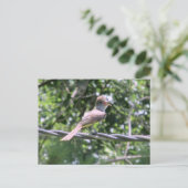 クリステッドフライキャッチャー葉書 ポストカード (スタンド正面)