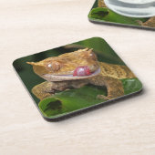 クリステッド・ゲッコ コースター (左側)