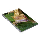 クリステッド・ゲッコ ノートブック (右側)