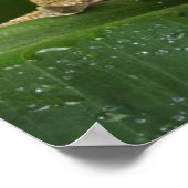 クリステッド・ゲッコ ポスター (角)