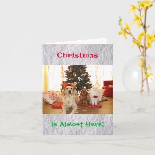 クリスマスおもしろいユーモア犬ねこペット動物の写真 カード (黄色い花)