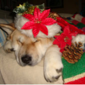クリスマスに服を着て眠る可愛い秋田犬 ジグソーパズル