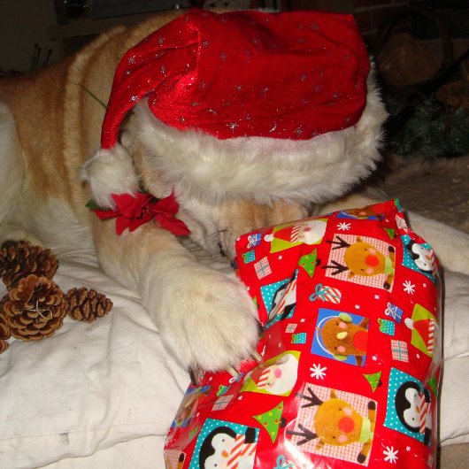 クリスマスに赤い帽子をかぶったかわいい犬 ジグソーパズル