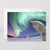 クリスマスのための絶滅寸前の白くまを救って下さい シーズンポストカード (正面/裏面)