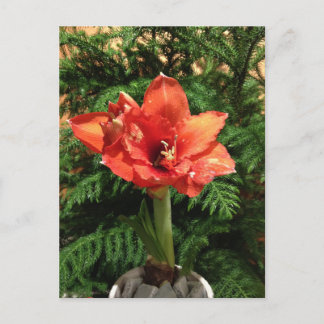 クリスマスのアマリリスの花 シーズンポストカード