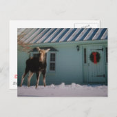 クリスマスのアメリカヘラジカ シーズンポストカード (正面/裏面)