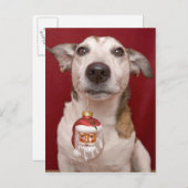 クリスマスのオーナメントを握るジャックラッセルテリア シーズンポストカード (正面/裏面)