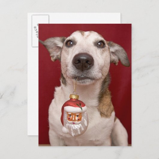 クリスマスのオーナメントを握るジャックラッセルテリア シーズンポストカード (正面/裏面)