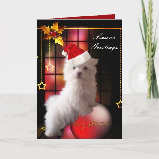 クリスマスのカード 白いマルチーズの子犬 シーズンカード (正面)