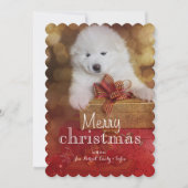 クリスマスのギフトを持つSamoyedの小犬 シーズンカード (正面)