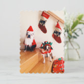 クリスマスのコスチュームのボストンテリア シーズンカード (スタンド正面)