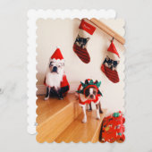 クリスマスのコスチュームのボストンテリア シーズンカード (正面/裏面)