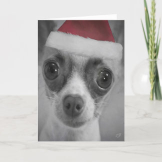 クリスマスのサンタの帽子を持つおもしろいなチワワの子犬 シーズンカード