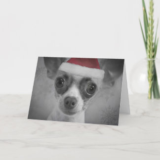 クリスマスのサンタの帽子を持つおもしろいなチワワの子犬 シーズンカード