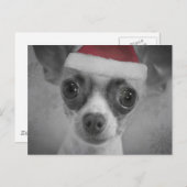 クリスマスのサンタの帽子を持つおもしろいなチワワの子犬 シーズンポストカード (正面/裏面)