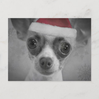 クリスマスのサンタの帽子を持つおもしろいなチワワの子犬 シーズンポストカード