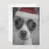 クリスマスのサンタの帽子を持つおもしろいなチワワの子犬 シーズンポストカード (正面/裏面)