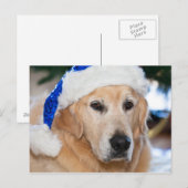 クリスマスのサンタの帽子を持つゴールデン・リトリーバー シーズンポストカード (正面/裏面)