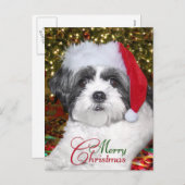 クリスマスのシーズー（犬）のTzu犬 シーズンポストカード (正面/裏面)